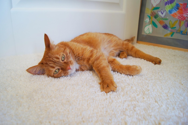 Ковролин Zartex Amarena 176 белый